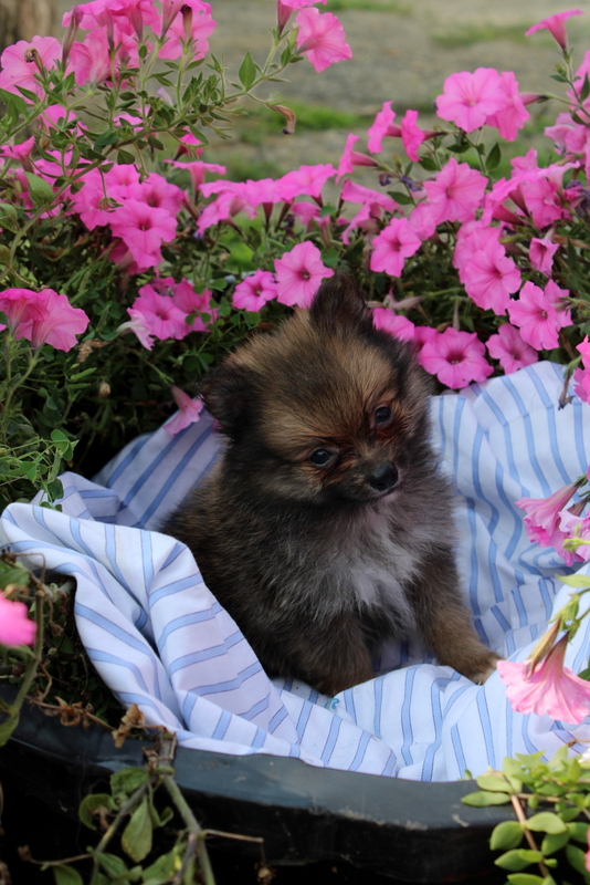 puppy, for, sale, Pomeranian, Matthew B. Stoltzfus, dog, breeder, Gap, PA, dog-breeder, puppy-for-sale, forsale, nearby, find, puppyfind, locator, puppylocator, aca